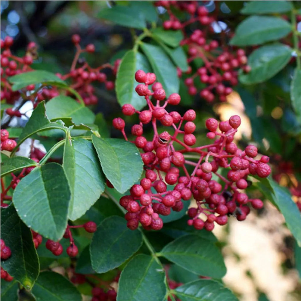 Zanthoxylum simulans Seeds, Sichuan pepper plant Seeds