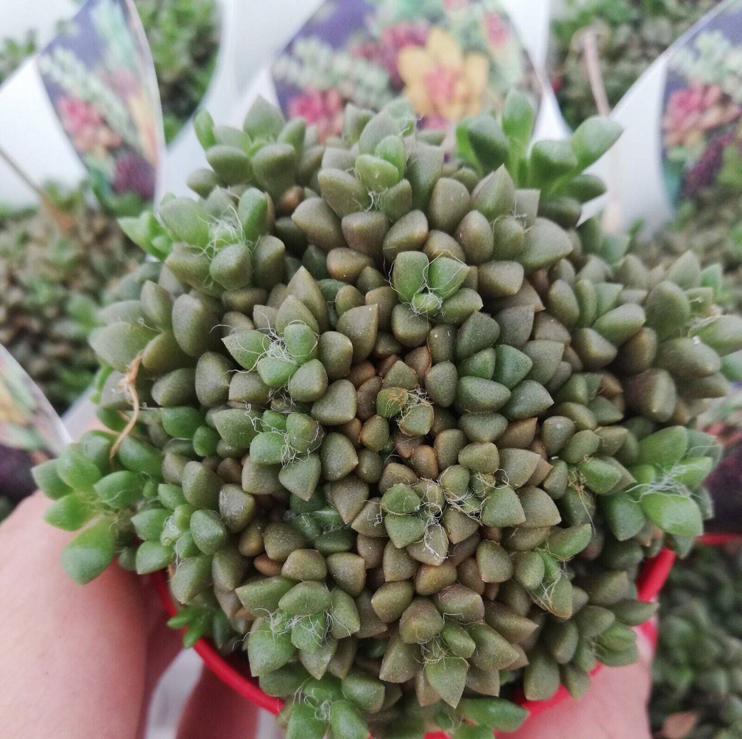 20 Anacampseros arachnoides Seeds, Succulent Seeds, Rare Cactus Seeds - Seedsforgarden (1999-2024 ) .We Ship Seeds & Live Plants Worldwide