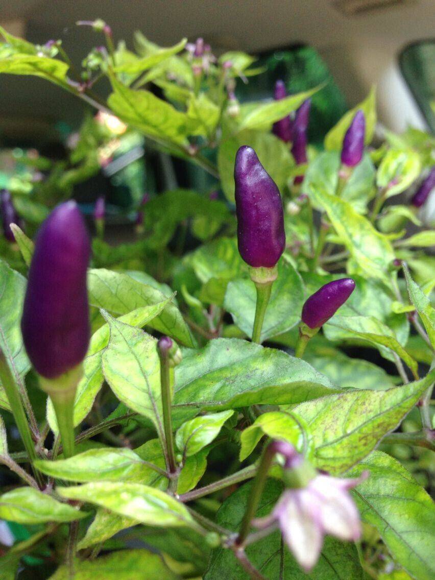 10 Purple Bird Eye Chilli, 10 White Bird's eye chili , 10 Red Bird's eye chili, - Seedsforgarden (1999-2024 ) .We Ship Seeds & Live Plants Worldwide