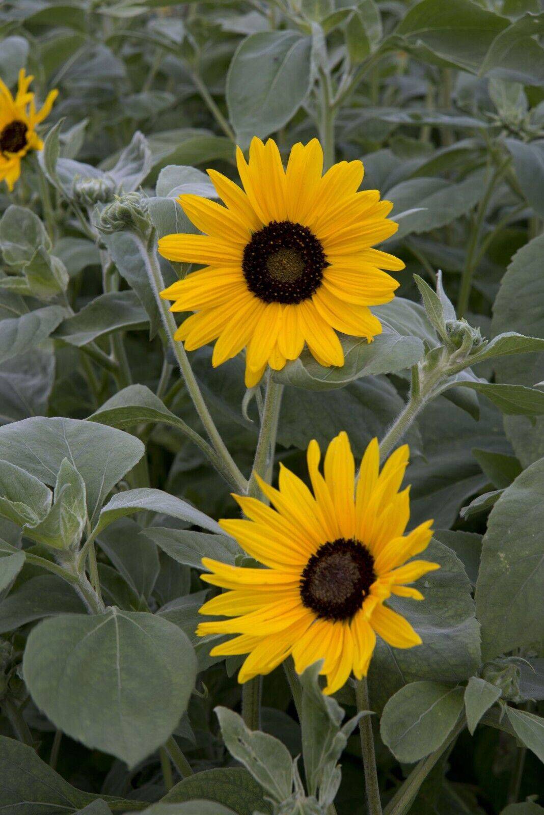 15 Helianthus argophyllus Seeds, Silverleaf sunflower Seeds . - Seedsforgarden (1999-2024 ) .We Ship Seeds & Live Plants Worldwide