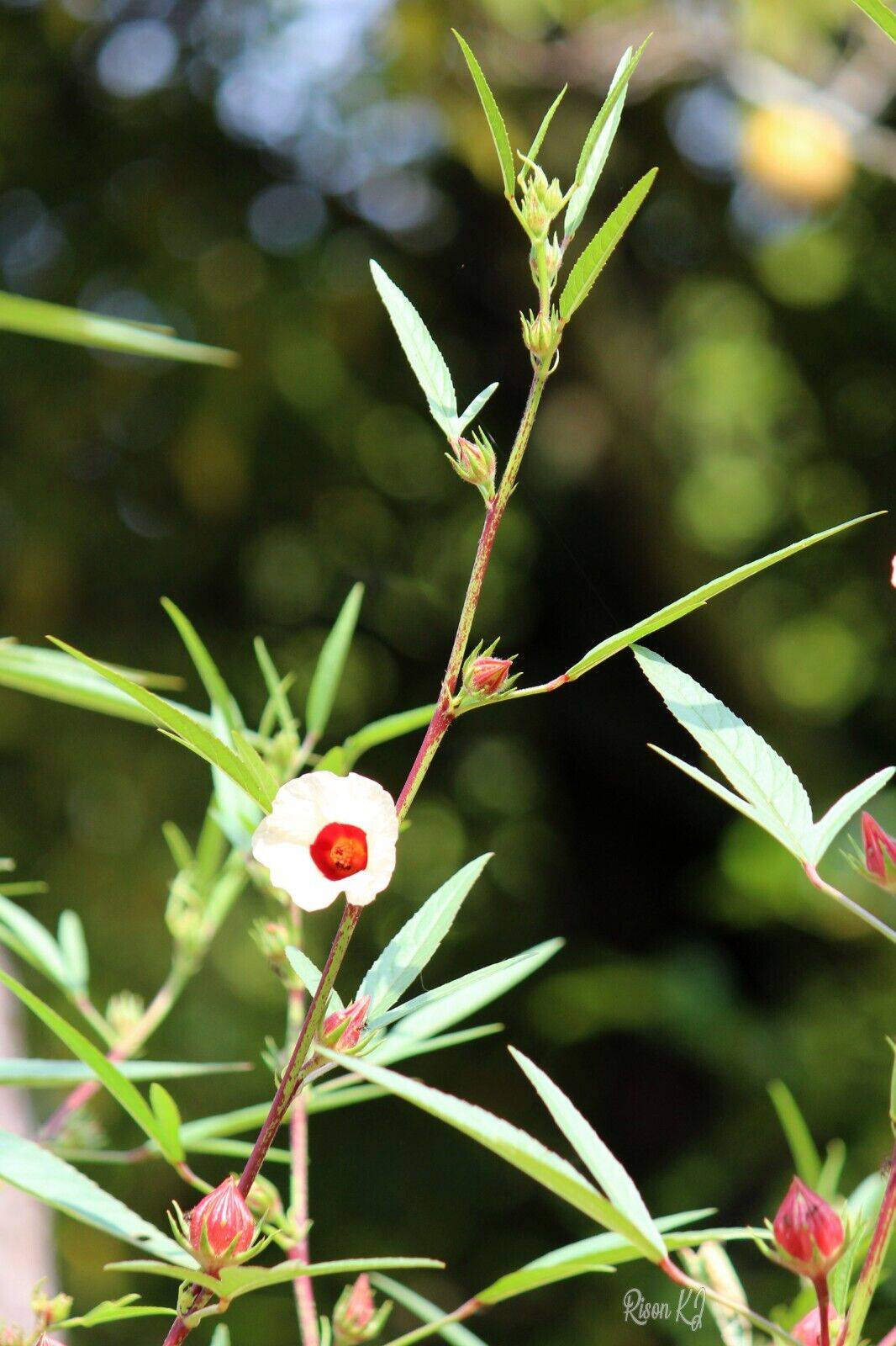 100 Hibiscus sabdariffa Seeds, Green Stem variety, Roselle Seeds , Jamaica sorrel Seeds, - Seedsforgarden (1999-2024 ) .We Ship Seeds & Live Plants Worldwide