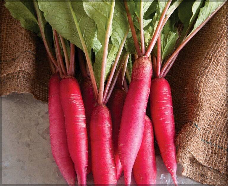 10 Red Long Radish Seeds,0 Non-Hybrid, Scarlet radish, Non-GMO, Red Radish Seed - Seedsforgarden (1999-2024 ) .We Ship Seeds & Live Plants Worldwide