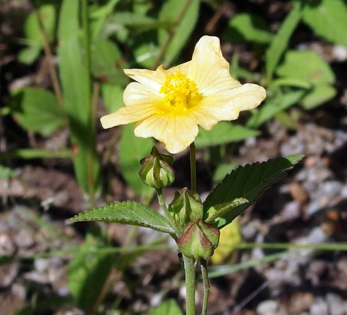 15 Sida rhombifolia Seeds, Arrowleaf sida Seeds - Seedsforgarden (1999-2024 ) .We Ship Seeds & Live Plants Worldwide