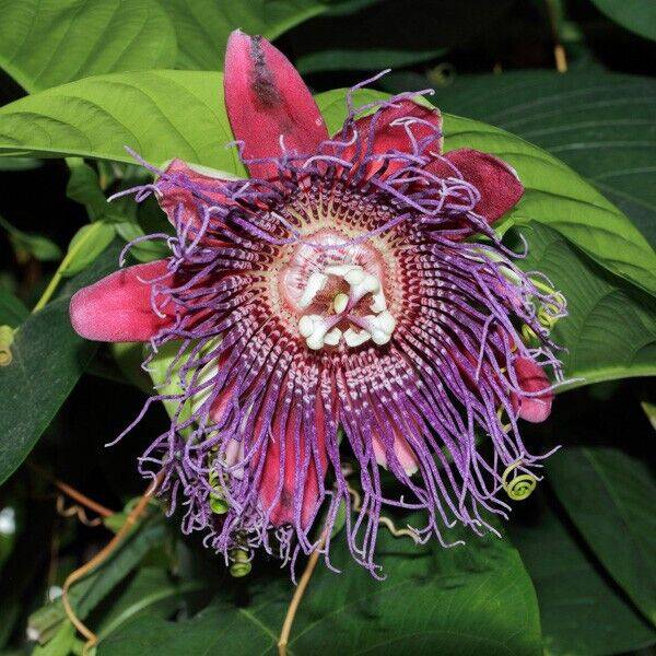 25 Passiflora quadrangularis Seeds, Giant Granadilla Seeds. - Seedsforgarden (1999-2024 ) .We Ship Seeds & Live Plants Worldwide