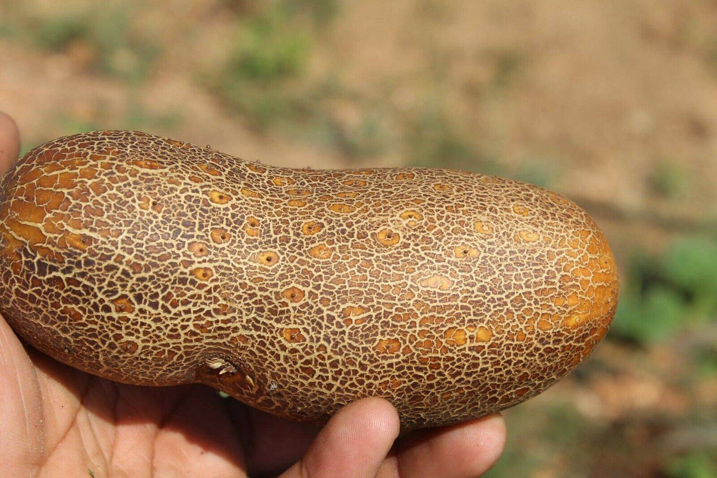 25 Poona Kheera Cucumber, Exotic Cucumber Seeds, Cucumis sativus Seeds - Seedsforgarden (1999-2024 ) .We Ship Seeds & Live Plants Worldwide