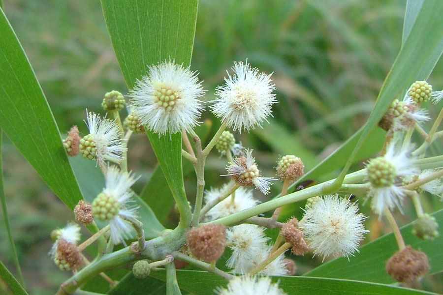 100 Acacia melanoxolyn Seeds, Australian Blackwood, Sally Wattle - Seedsforgarden (1999-2024 ) .We Ship Seeds & Live Plants Worldwide