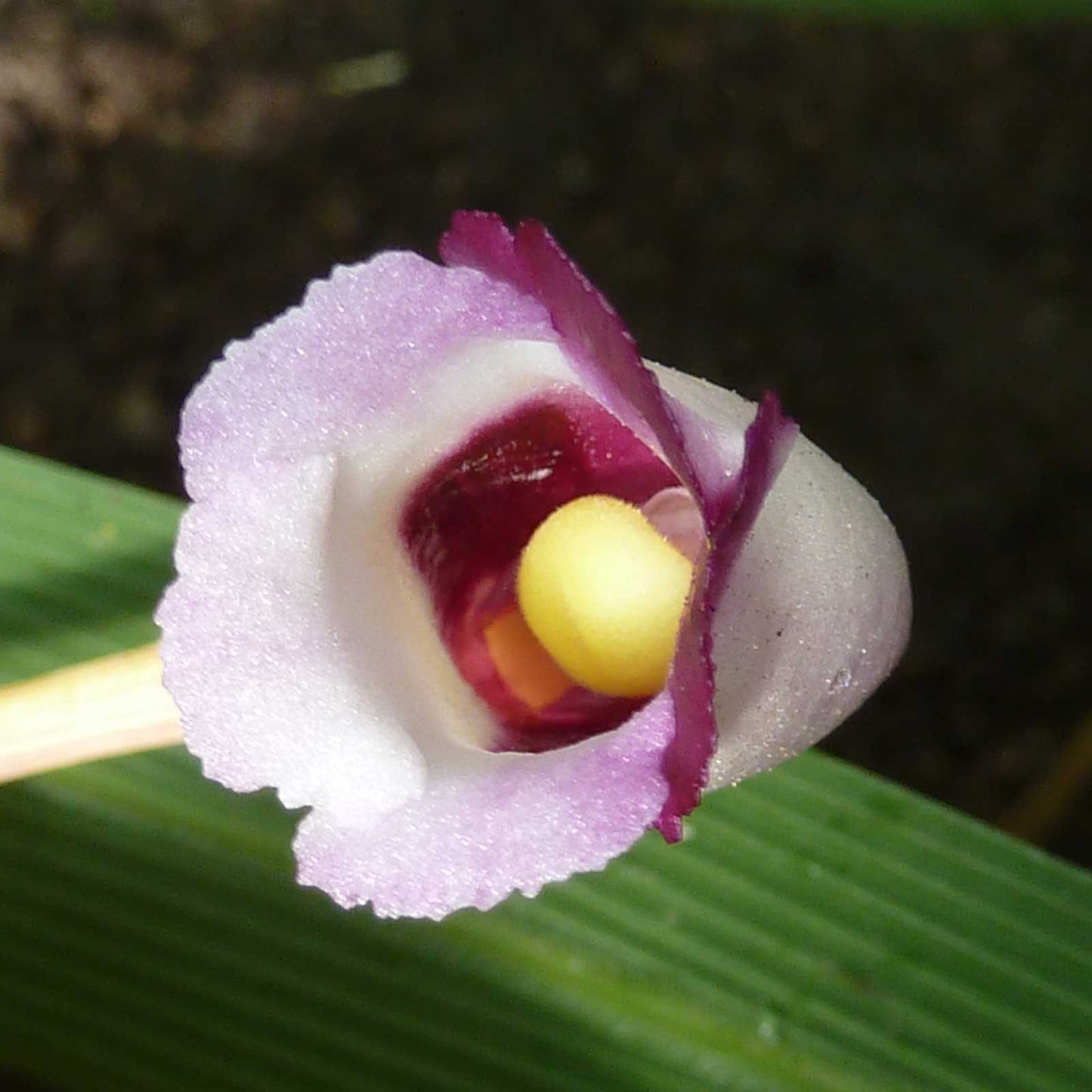 100 Aeginetia indica Seeds , Forest ghost flower Seeds - Seedsforgarden (1999-2024 ) .We Ship Seeds & Live Plants Worldwide