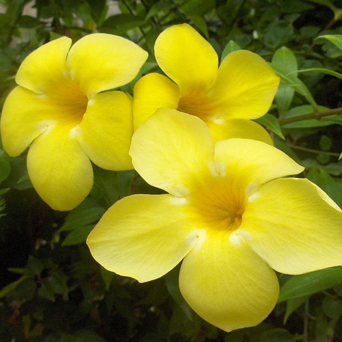 10 Allamanda cathartica Plants, Allamanda Plants With Phytosanitary certificate