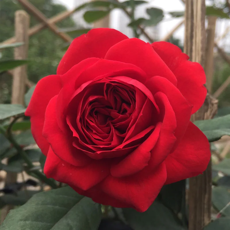 10 Red apple rose Plant With Phytosanitary certificate