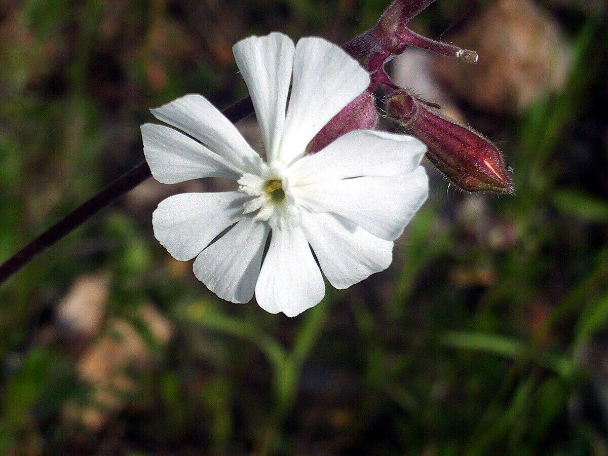 10 Silene latifolia subsp. alba Seeds, White campion Seeds - Seedsforgarden (1999-2024 ) .We Ship Seeds & Live Plants Worldwide