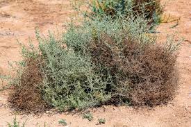 25 Artemisia sieberi Seeds , Desert Wormwood Seeds