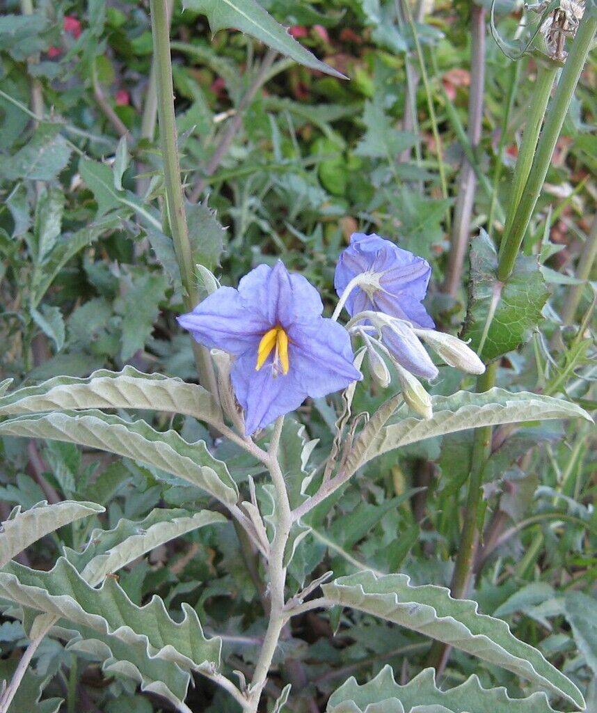 10 Solanum elaeagnifolium Seeds, Silverleaf Solanum Seeds - Seedsforgarden (1999-2024 ) .We Ship Seeds & Live Plants Worldwide