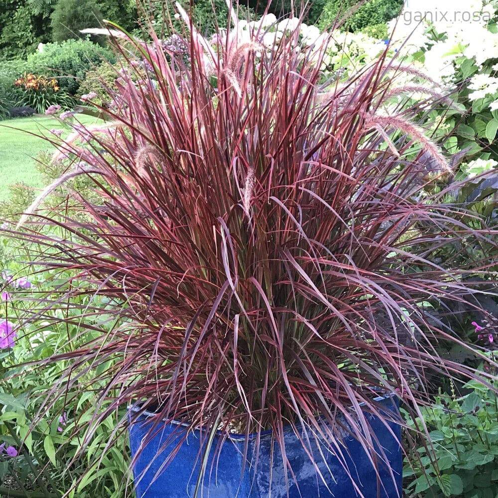 20 Pennisetum setaceum rubrum Seeds, Purple Fountain Grass , Cenchrus setaceus Seeds - Seedsforgarden (1999-2024 ) .We Ship Seeds & Live Plants Worldwide