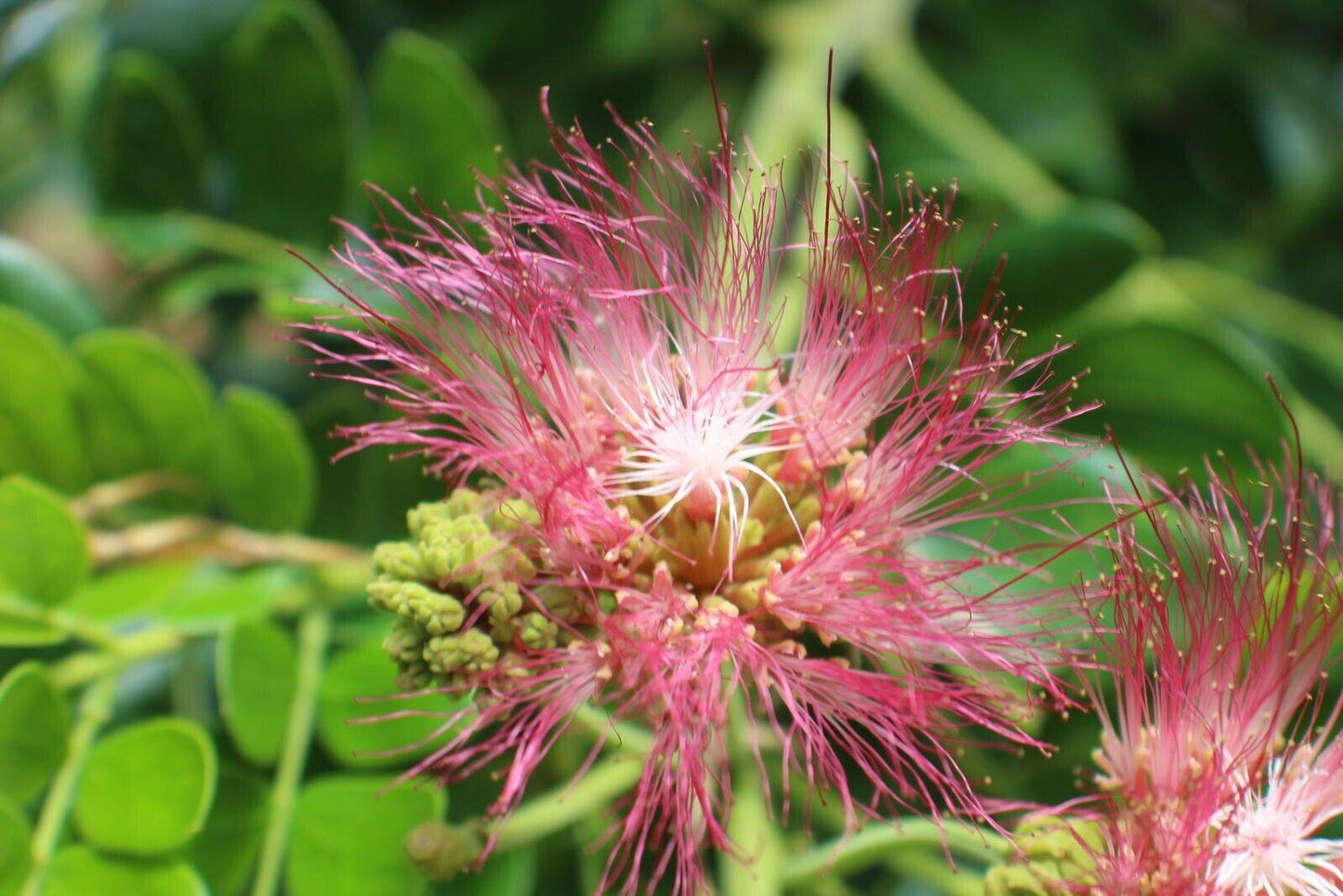 10 Samanea tubulosa Seeds, Calliandra tubulosa Seeds , Calliandra Seeds - Seedsforgarden (1999-2024 ) .We Ship Seeds & Live Plants Worldwide