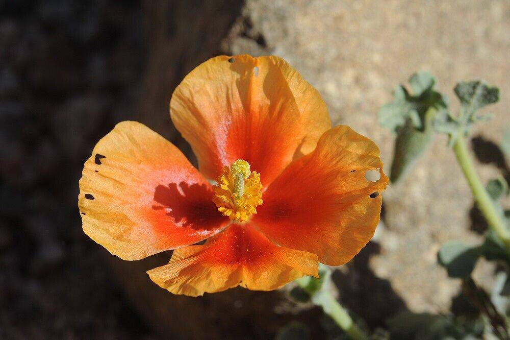 20 Glaucium arabicum Seeds, Exotic Seeds, Wild Shrub Seeds - Seedsforgarden (1999-2024 ) .We Ship Seeds & Live Plants Worldwide