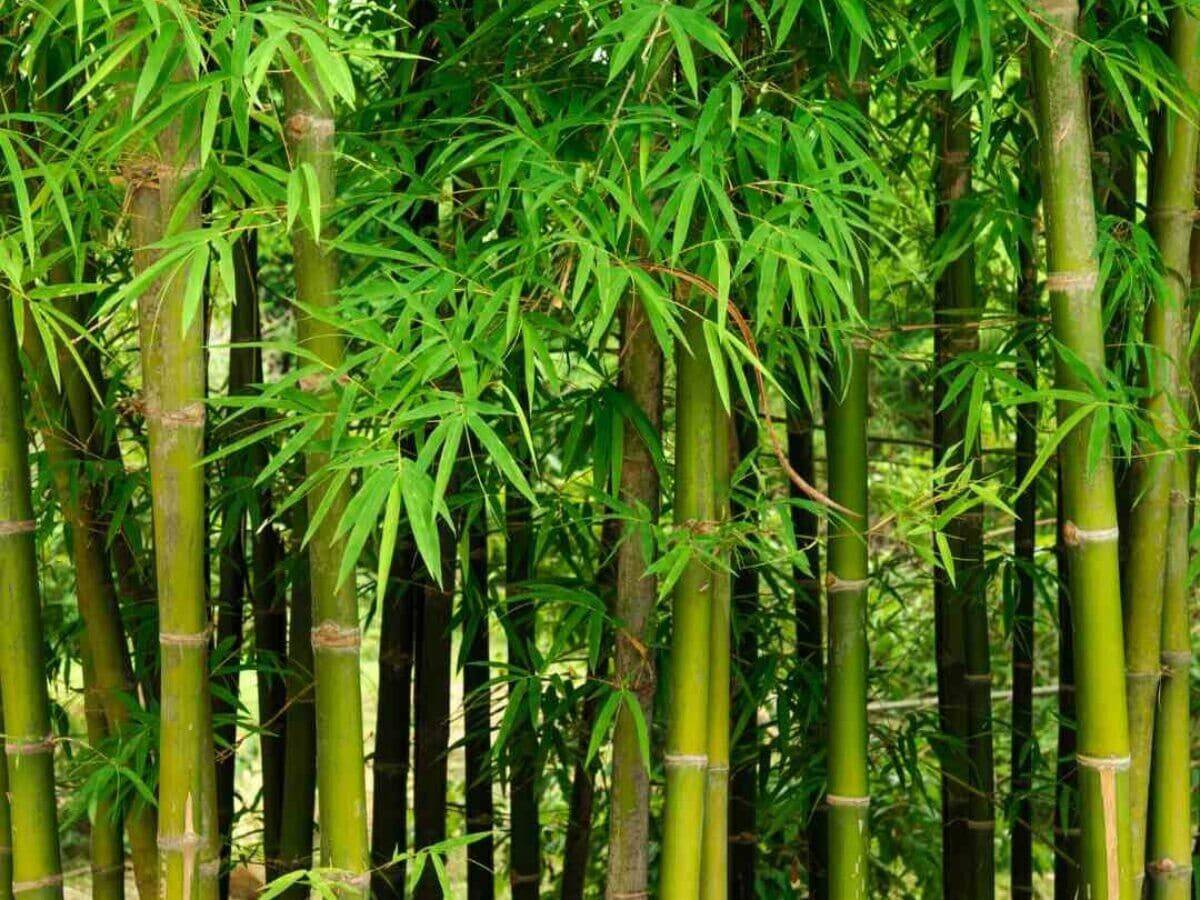 200 Male Bamboo Seeds, Solid Bamboo Seeds, Dendrocalamus strictus Seeds - Seedsforgarden (1999-2024 ) .We Ship Seeds & Live Plants Worldwide