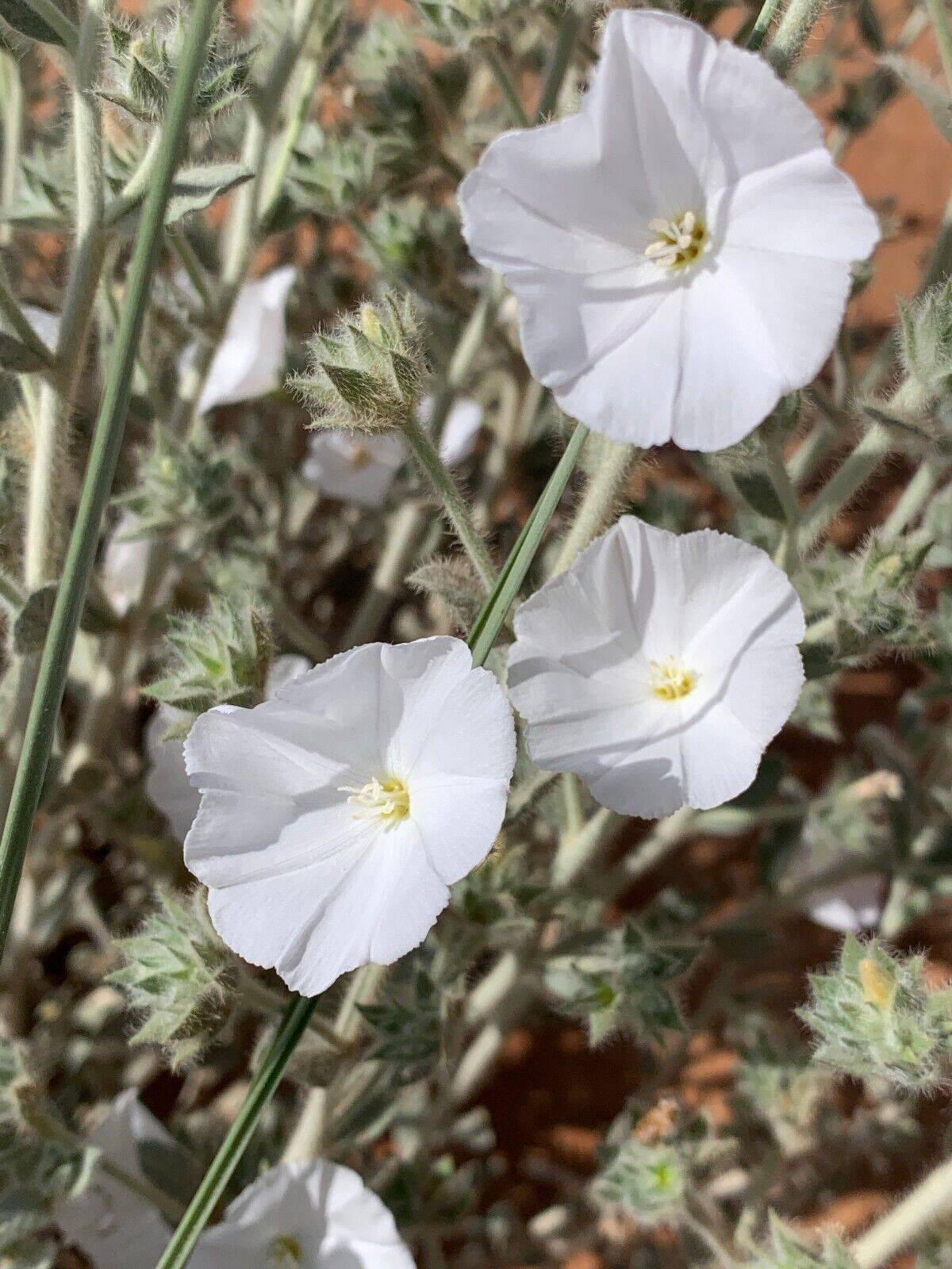 20 Convolvulus cephalopods Seeds, Hardy Plant Seeds, Exotic Plant Seeds - Seedsforgarden (1999-2024 ) .We Ship Seeds & Live Plants Worldwide