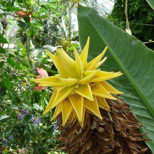 20 Musella lasiocarpa Seeds, Chinese dwarf banana , golden lotus banana Seeds - Seedsforgarden (1999-2024 ) .We Ship Seeds & Live Plants Worldwide
