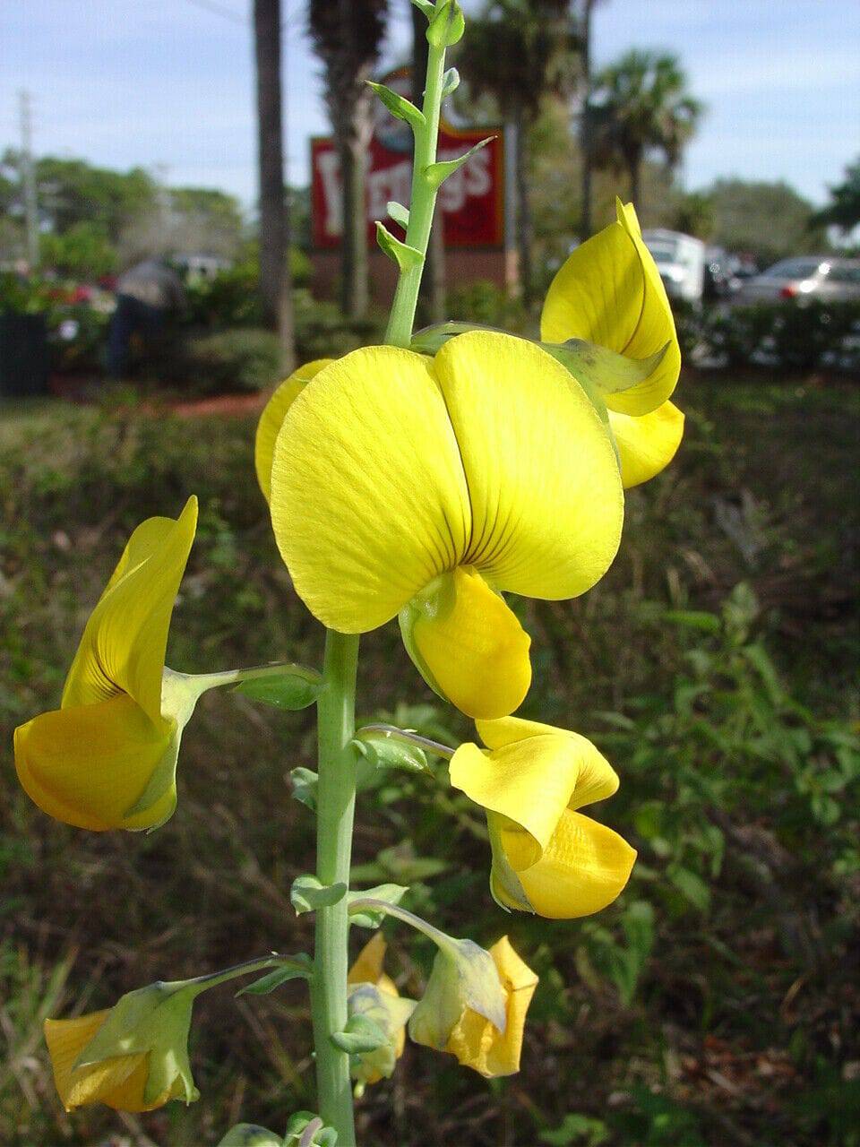 20 Crotalaria spectablis Seeds, Showy Rattlepod, Greater rattlepod, Crotalaria Seeds - Seedsforgarden (1999-2024 ) .We Ship Seeds & Live Plants Worldwide