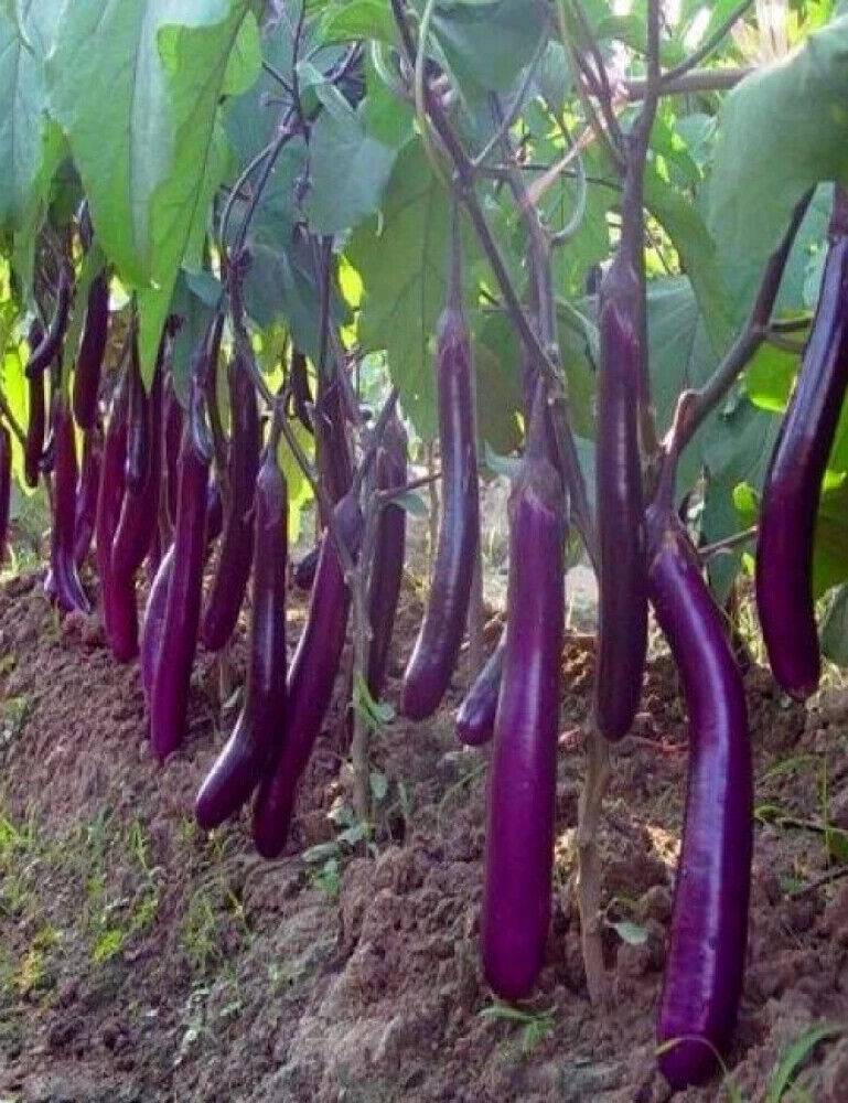 100 Brinjal Purple Long Seeds, Non-Hybrid, , Non-GMO, Eggplant NoN-Gmo Seeds - Seedsforgarden (1999-2024 ) .We Ship Seeds & Live Plants Worldwide