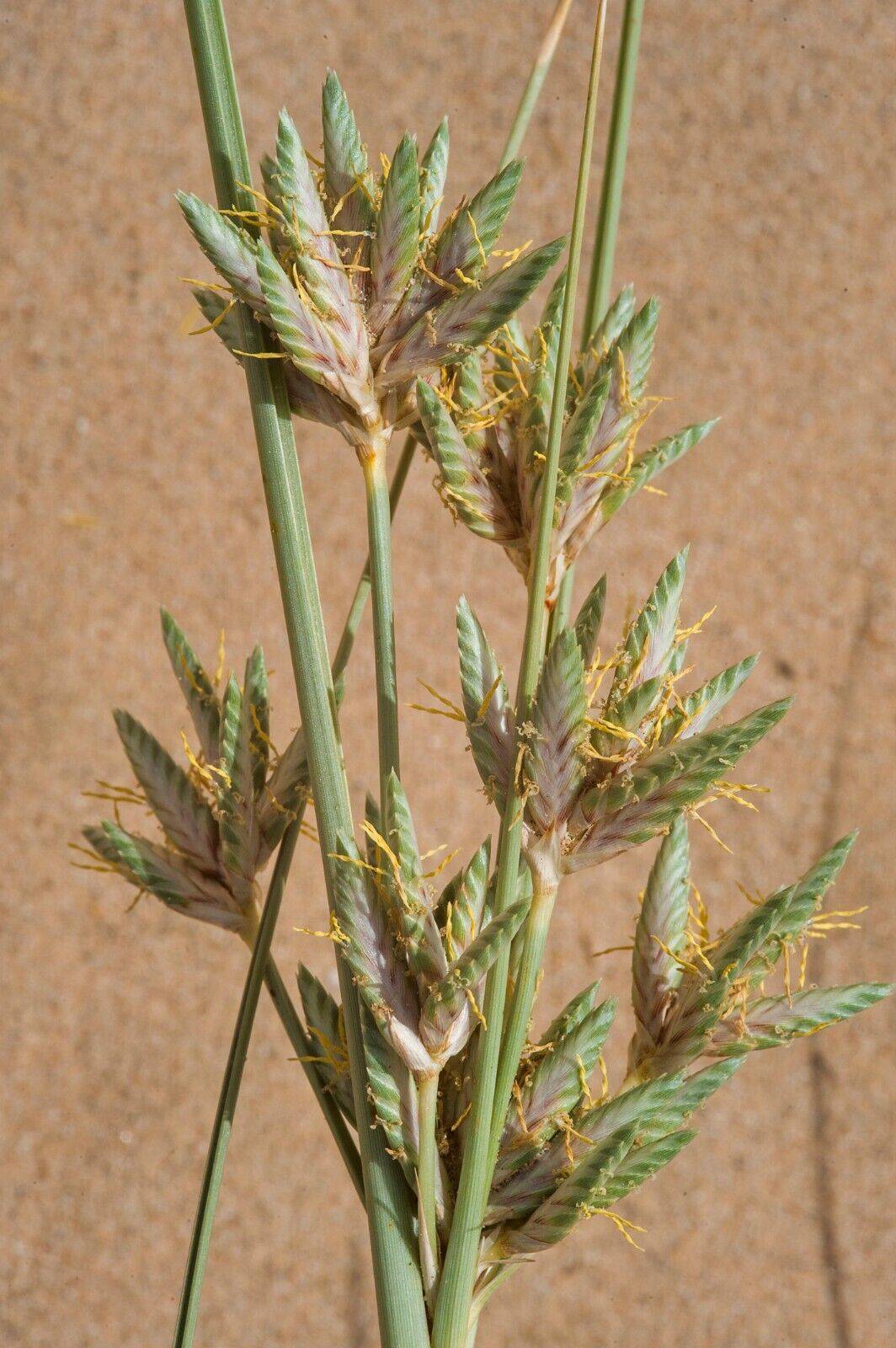 15 Cyperus conglomeratus Seeds, Exotic Cyperus Seeds - Seedsforgarden (1999-2024 ) .We Ship Seeds & Live Plants Worldwide