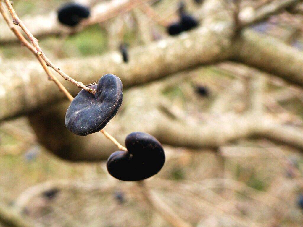 20 Enterolobium contortisiliquum ,Earpod Tree, Pacara Earpod Tree,Elephant Ear Tree Seeds - Seedsforgarden (1999-2024 ) .We Ship Seeds & Live Plants Worldwide