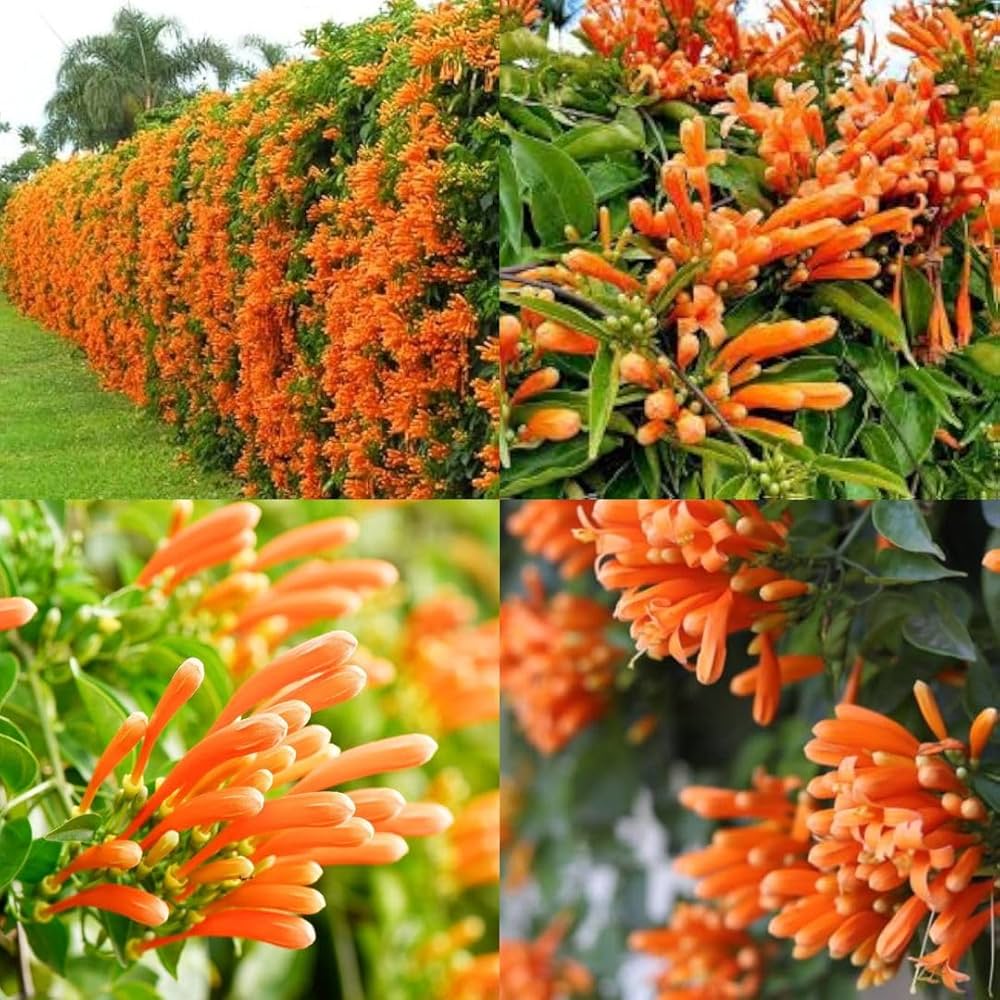 10 Begonia Venusta Plants, Flame vine , Orange trumpet vine With Phytosanitary certificate