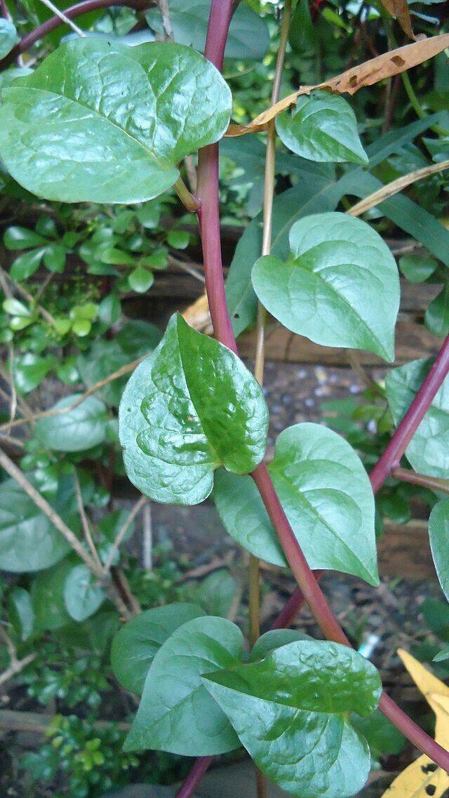 50 Basella alba red Seeds, Red Malabar spinach, Ceylon spinach, Vine spinach Seeds - Seedsforgarden (1999-2024 ) .We Ship Seeds & Live Plants Worldwide