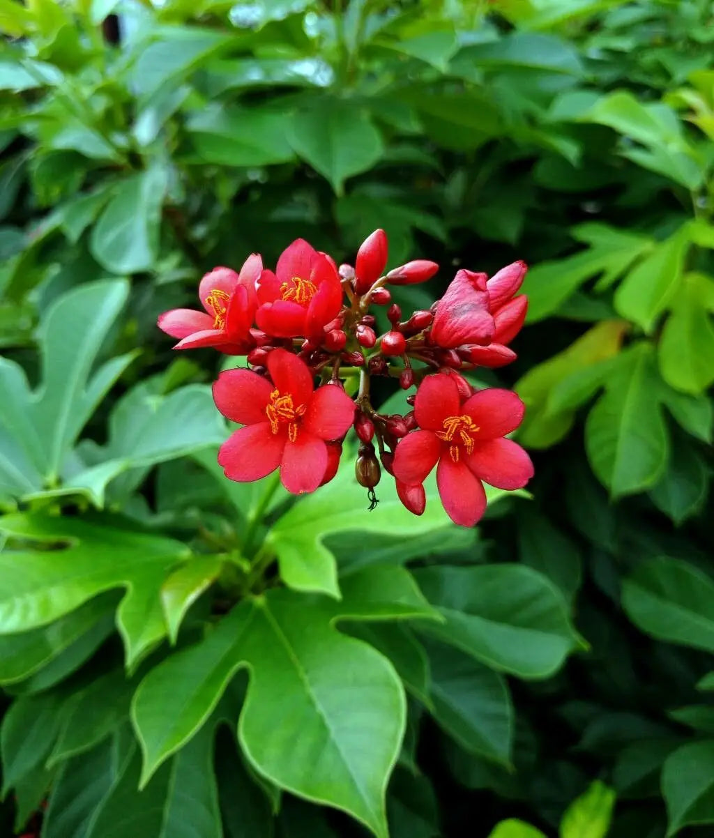 10 Jatropha integerrima Plants, Peregrina Plants, Spicy Jatropha,