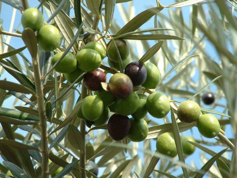 Olive seeds, Olea europaea Seeds - Seedsforgarden (1999-2024 ) .We Ship Seeds & Live Plants Worldwide