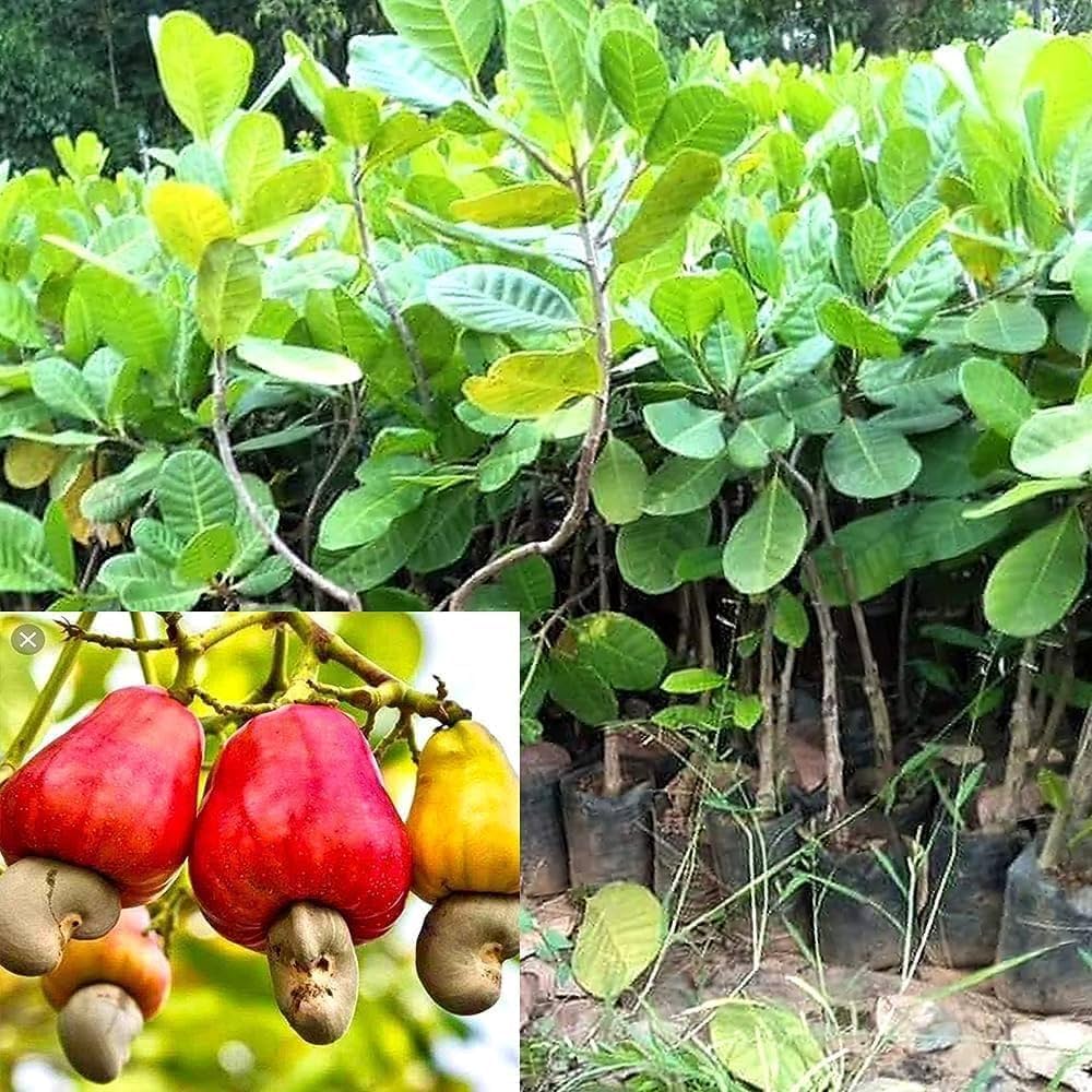 5 Cashew nut Fruit Plants , Anacardium occidentale Plants, With Phytosanitary certificate - Botanika
