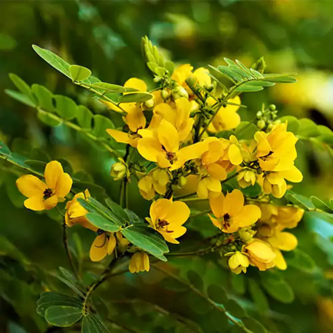 10 Cassia biflora Plants, Two-flowered Cassia Plants