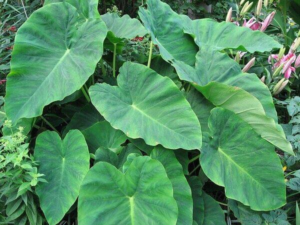 2 Colocasia esculenta Bulbs, Elephant Ears Bulbs, Taro Bulbs, For Growing - Seedsforgarden (1999-2024 ) .We Ship Seeds & Live Plants Worldwide