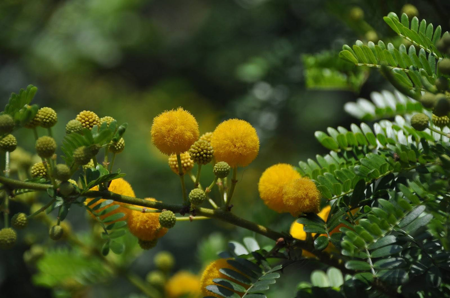 100 Acacia horrida Seeds, Robber Thorn, Cape gum , - Seedsforgarden (1999-2024 ) .We Ship Seeds & Live Plants Worldwide