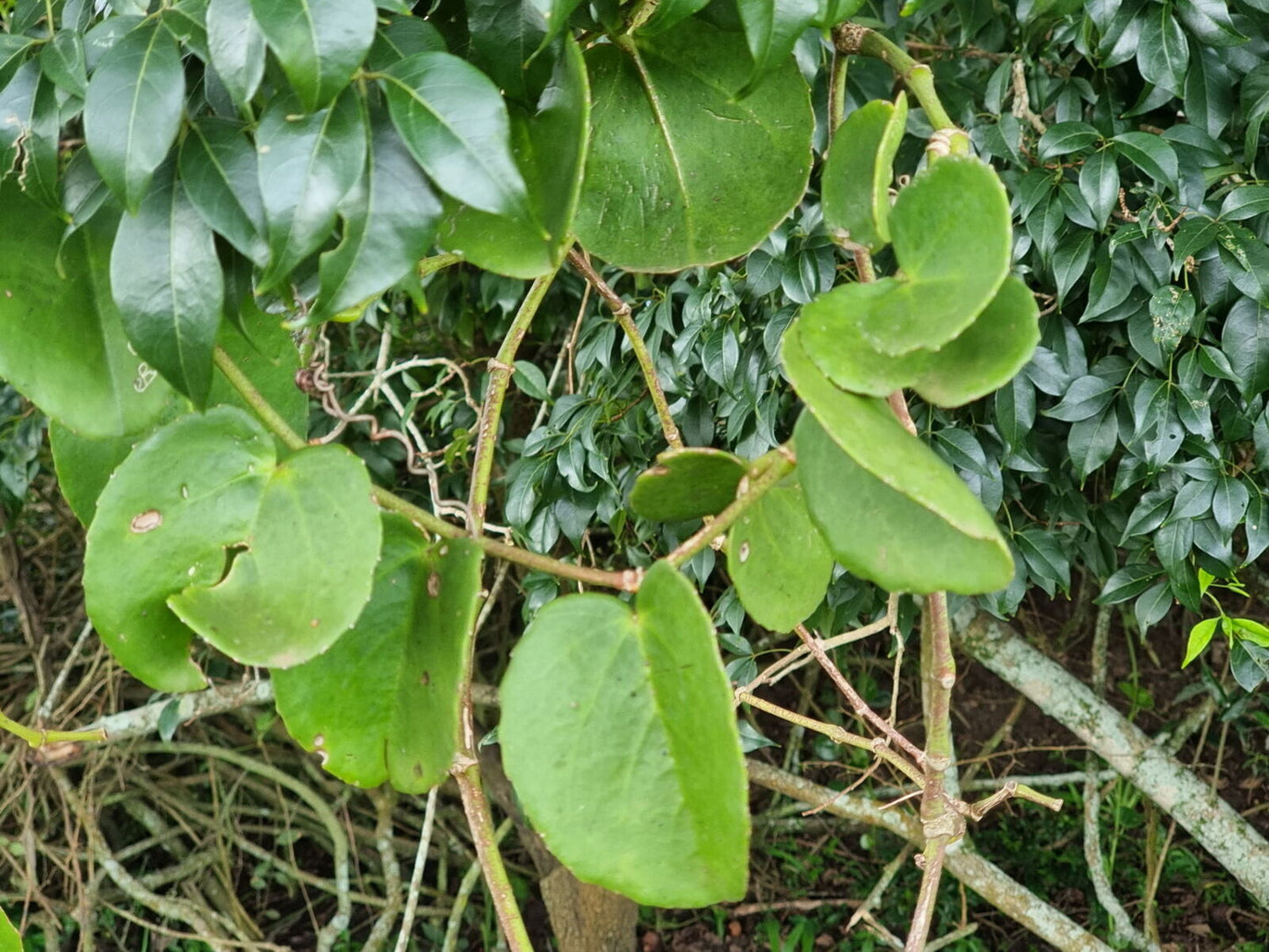 15 Cissus rotundifolia Seeds – Round Leaf Trailing Vine | Drought Tolerant