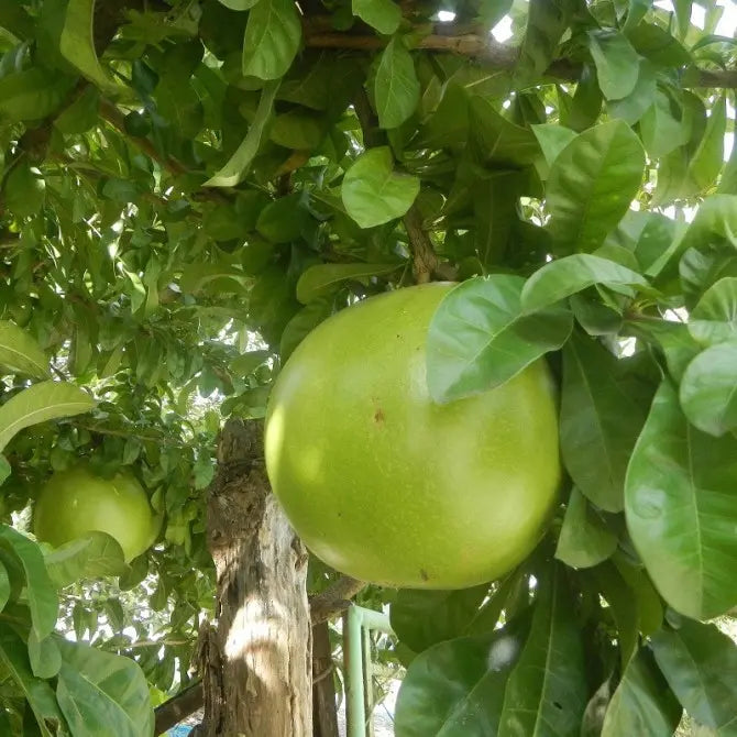 10 Crescentia cujete Plant ,Beggar’s Bowl ,Calabash Tree , With Phytosanitary Certificate