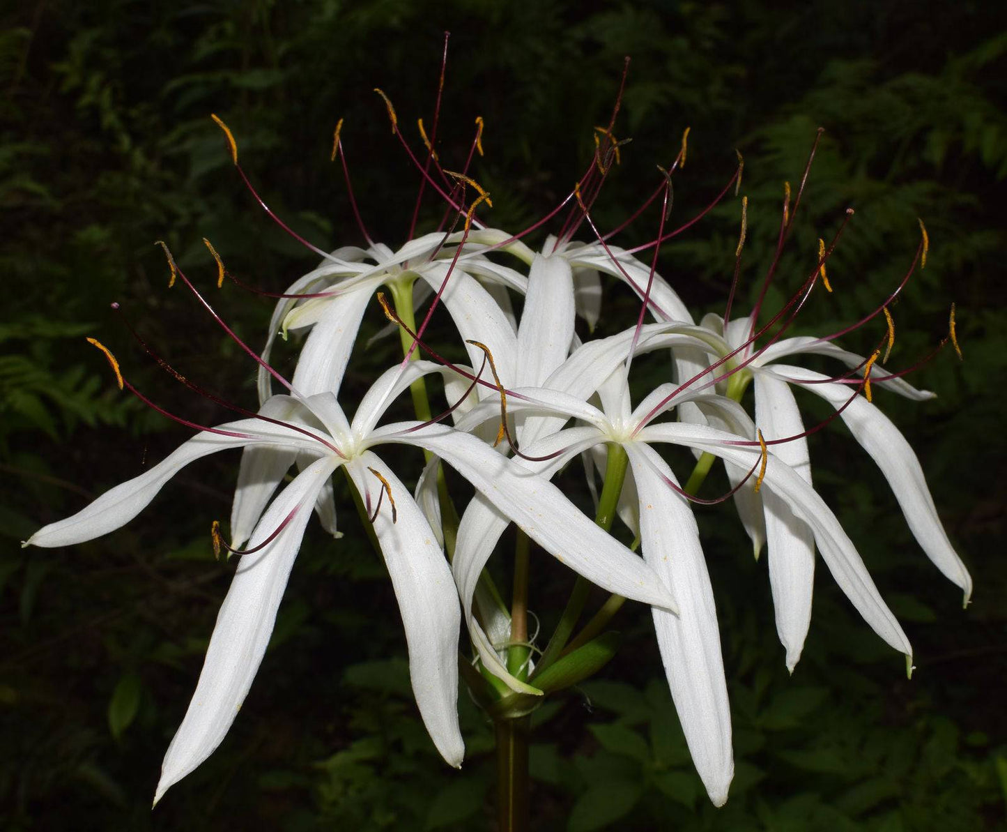 1 Crinum Amoenum White Bulb,Himalayan Crinum Lily Bulbs,Crinum white Flower Lily - Seedsforgarden (1999-2024 ) .We Ship Seeds & Live Plants Worldwide