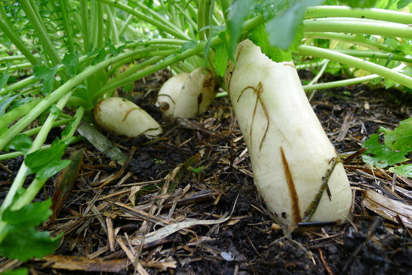50 Daikon Seeds, Raphanus sativus var. longipinnatus ,Daikan radish - Seedsforgarden (1999-2024 ) .We Ship Seeds & Live Plants Worldwide