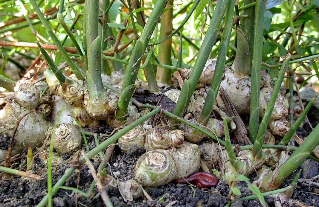2 Zingiber officinale Rhizomes, Gan Jiang Ginger Rhizomes, Ginger Rhizome - Seedsforgarden (1999-2024 ) .We Ship Seeds & Live Plants Worldwide