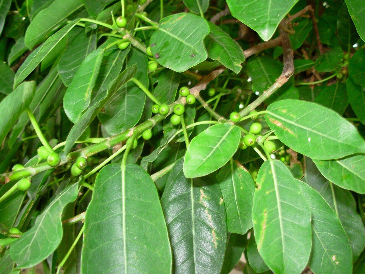 100 Ficus luschnathiana seeds, Agarrapalo, Ibapoi Seeds, Higuerón bravo Seeds - Seedsforgarden (1999-2024 ) .We Ship Seeds & Live Plants Worldwide