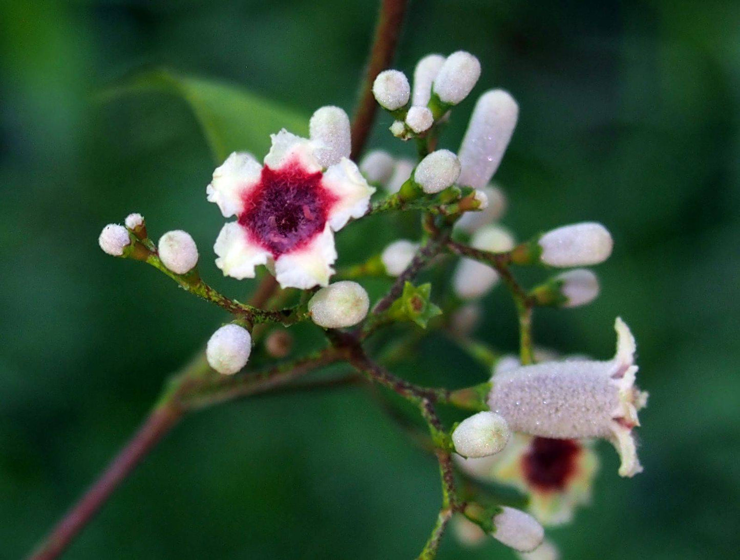 20 Paederia foetida Seeds, Skunk Vine, Chinese fever vine Seeds - Seedsforgarden (1999-2024 ) .We Ship Seeds & Live Plants Worldwide