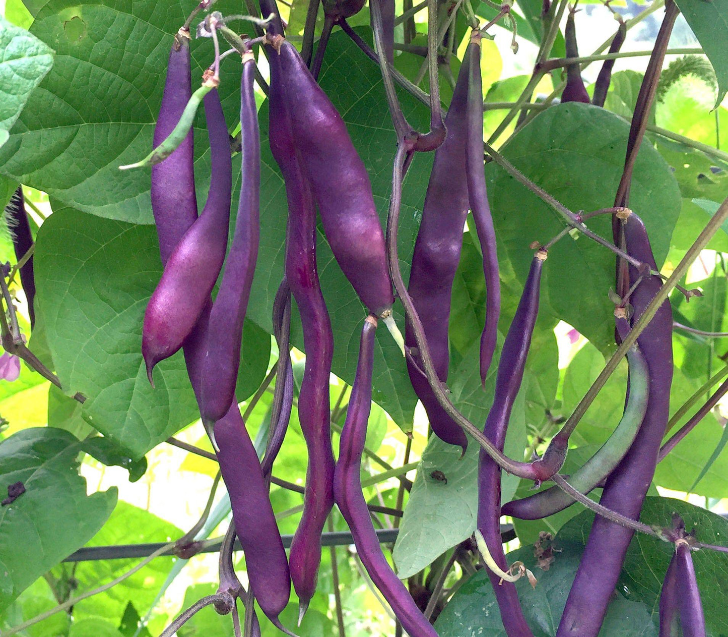 25 Purple Podded Pole Bean Seeds, Purple Climbing Bean Seeds, Non -Gmo - Seedsforgarden (1999-2024 ) .We Ship Seeds & Live Plants Worldwide