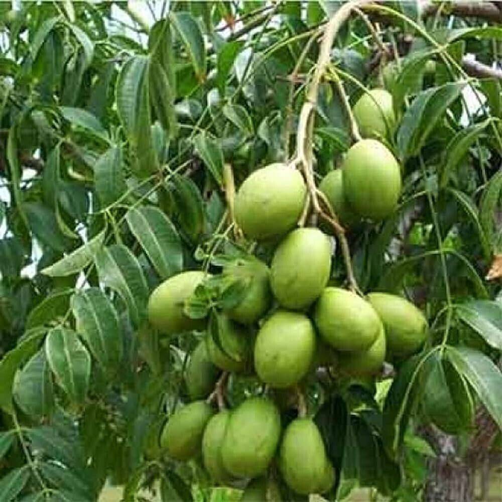 10 Spondias indica Seeds , hog plums Seeds Spanish plums Seeds , libas Seeds - Seedsforgarden (1999-2024 ) .We Ship Seeds & Live Plants Worldwide