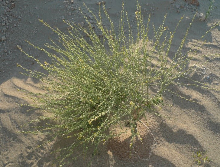 25 Dipterygium glaucum seeds , Safrawi Seeds