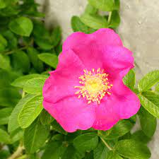 50 Rosa rugosa Seeds, Beach rose, Japanese rose Seeds, - Seedsforgarden (1999-2024 ) .We Ship Seeds & Live Plants Worldwide