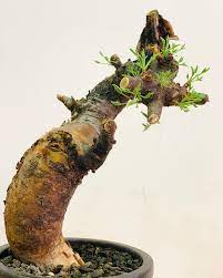 20 Commiphora baluensis Seeds, Baluensis Guggul Seeds, - Seedsforgarden (1999-2024 ) .We Ship Seeds & Live Plants Worldwide