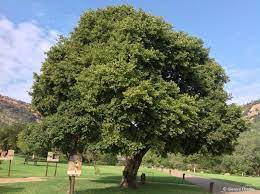 100 Celtis africana Seeds, White stink wood Tree Seeds - Seedsforgarden (1999-2024 ) .We Ship Seeds & Live Plants Worldwide