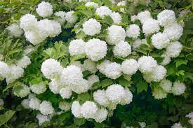 15 Viburnum opulus Seeds, Guelder Rose Seeds - Seedsforgarden (1999-2024 ) .We Ship Seeds & Live Plants Worldwide