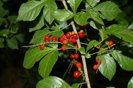 100 Allophylus abyssinicus Seeds, Forest velvet false-currant Seeds - Seedsforgarden (1999-2024 ) .We Ship Seeds & Live Plants Worldwide