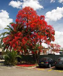 25 Brachychiton acerifolium Seeds,Flame tree, Lacebark tree Seeds - Seedsforgarden (1999-2024 ) .We Ship Seeds & Live Plants Worldwide